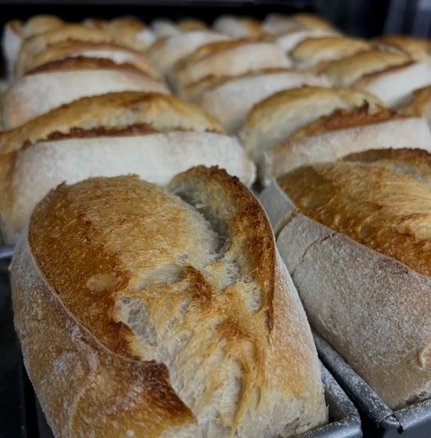 Pão de trigo biológico